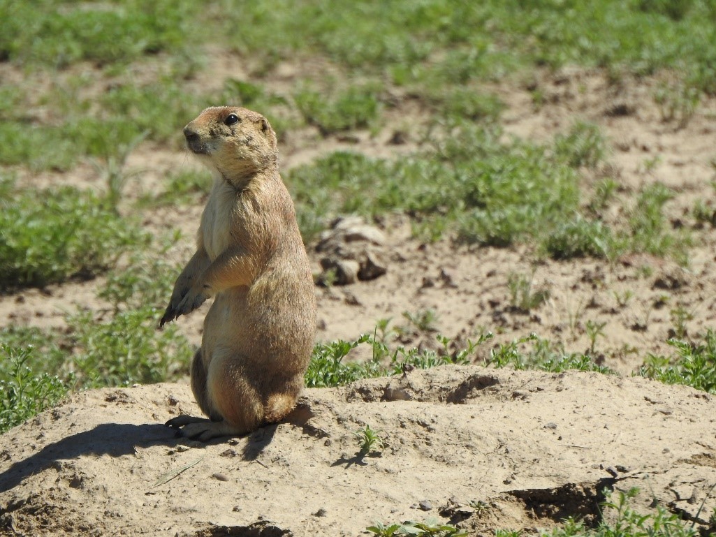 Prairie Dog in Trap  U.S. Geological Survey