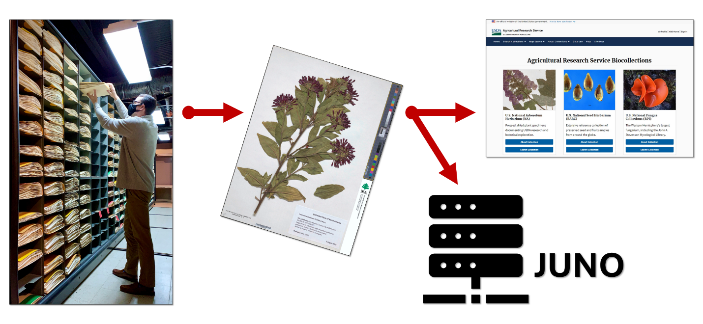 Preserved plant specimens in the U.S. National Arboretum Herbarium were digitized in 2021, producing almost 300 TB of data and image files. Those digital assets will soon be accessible through the ARS Biocollections Portal, with the permanent versions being stored on Juno for safekeeping. 