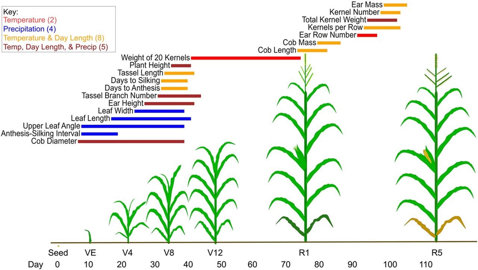 Environmental indices identified for the 19 traits, shown with an example of maize development. For each trait, a line segment represents the environmental index identified by CERIS-JGRA, with color denoting the environmental variable(s) used and extent on the x axis the time window. Environmental indices show biological relevance, with a clear transition from the vegetative to the reproductive stage visible.