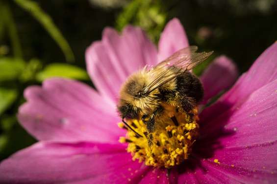 Photo of a bumblebee on a pink flower