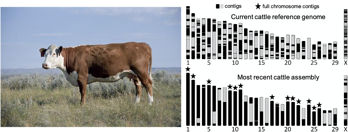 Graphics of current cattle referece genome and most recent cattle assemby